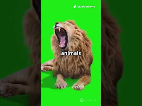 Trump Obama Monkey Video OF THE OBAMAS – Why He Took It Down